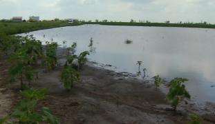 Alimente mai scumpe din cauza pagubelor aduse de furtuni în agricultură