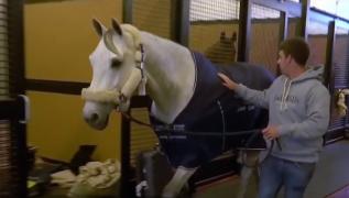 Aeroportul JFK din New York are un terminal doar pentru animale