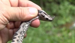 La munte este plin de vipere, iar spitalele nu fără ser antiviperin