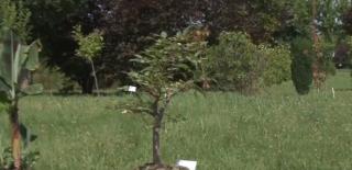 Un inginer chimist a devenit maestru în arta modelării copacilor pitici (Video)