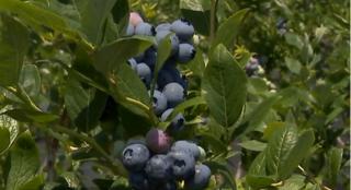 Afacerea cu afini a prins chiar şi în Oltenia, într-un sol deloc prietenos