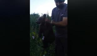 Ursuleţ chinuit fără milă în Braşov, după ce a fost capturat de un grup de oameni din Augustin (video)
