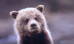 Dosar penal în cazul puiului de urs chinuit de mai mulţi bărbaţi în Braşov