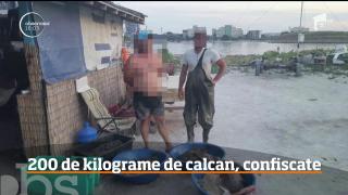 Peste 200 de kilograme de calcan, confiscate de poliţiştii gărzii de coastă, pe litoral (Video)