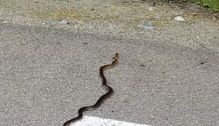 Un băiat de 10 ani a fost muşcat de un pui de viperă la Râul Sadului (Video)