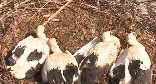 A început numărătoarea berzelor. 300 de păsări din 30 de localităţi vor fi însemnate (Video)