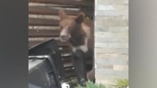 Un pui de urs a apărut în curtea unui hotel, în Predeal, la doi pași de turiști (Video)