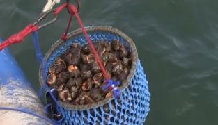 Rapanele, tot mai apreciate de turiştii români