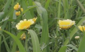 Crizantema comestibilă, plantă cu rol alimentar, dar și decorativ sau medicinal