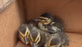 Opt boboci de raţă, salvați cu sunete de pe YouTube