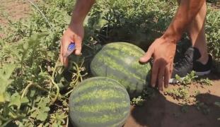 Pepenii românești își fac intrarea pe piață. Care sunt prețurile