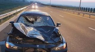 Explicația drumarilor după ce o mașină a lovit un cerb pe Autostrada Aiud-Turda