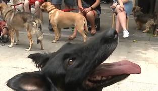 Eveniment dedicat animalelor de companie, într-o cafenea din Târgu-Mureș (Video)