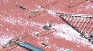 Sibiu, noua casa a pescărușilor cittadini (Video)