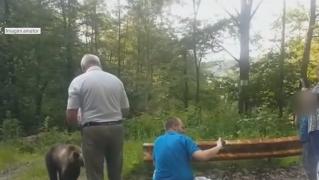 Turiștii s-au pus în pericol pentru poze cu urși, pe Transfăgărășan