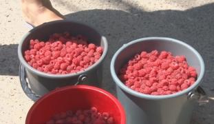 Recoltă bogată de zmeură, dar clienții se lasă așteptați