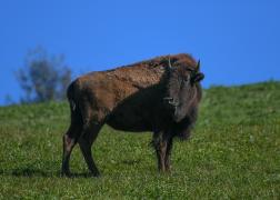 Bizonii, o afacere profitabilă pentru un bărbat din judeţul Vrancea (Video)