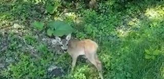 Angajaţii unui atelier de dezmembrări auto s-au trezit cu vizita unui pui de căprioară (Video)