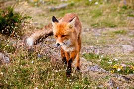 În Transilvania, a început campania anuală de vaccinare a vulpilor (Video)