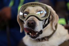 Frida, faimosul labrador care a participat la zeci de misiuni de căutare în Mexic, a ieşit la pensie (Video)