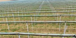 O plantaţie de un milion de euro, distrusă de un individ