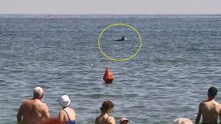 Delfinii au venit la ţărm şi au încântat turiştii cu sărituri, la Mamaia (Video)
