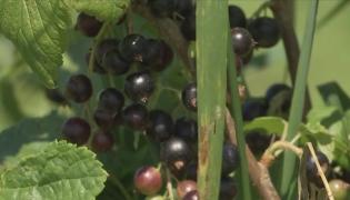 Coacăzele negre aduc un profit serios în România