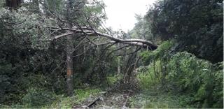Pasageri lăsaţi de trenuri în câmp sau pădure, după ce copacii căzuţi au distrus calea ferată (Video)
