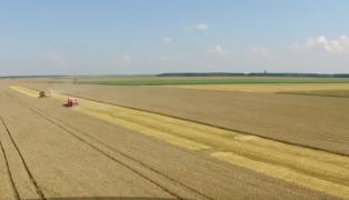 Recolte record de grâu și orz. Vremea capricioasă a fost perfectă pentru culturile de cereale