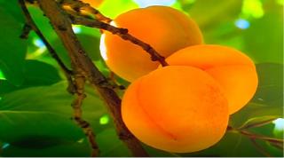 Producţie record de caise în vestul ţării. Agricultorii sunt uimiţi