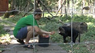 Duşuri dese, sesiuni de înot, fructe şi legume pentru animalele de la grădina zoo din Timişoara