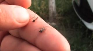 Au aparut cinci specii noi de ţânţari în România, mai agresive şi mai rezistente