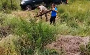 Ursuleţ căzut într-un canal colector, salvat de jandarmii montani, în Braşov