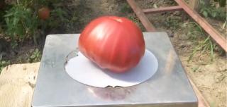 Românii redescoperă gustul roşiilor inimă de bou