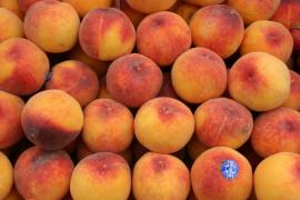 Caisele, darul parfumat al verii. Fermierii se laudă cu producţii record