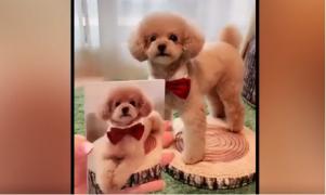 Cel mai ascultător cățel din lume, senzaţie pe internet (Video)