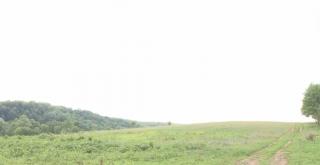 Clipe de groază pentru o familie de fermieri din Sibiu. Doi copii au fost atacaţi de urs (Video)