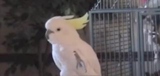 Un papagal uimeşte lumea ştiinţifică. Snowball a învăţat de unul singur 14 dansuri