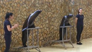 Primul pui de leu de mare născut în captivitate în România a fost prezentat publicului la Constanţa