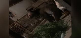 Un urs a ajuns până la bucătăria unui hotel din Harghita