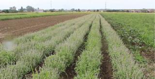 Cercetătorii români au inventat o plantă nouă, busuiocul cu aromă de lămâie