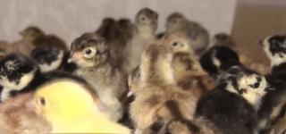 Afacerile cu fazani prind aripi în România