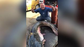 Un pescar din Satu Mare a prins un somn de 75 kg și 2 metri jumătate