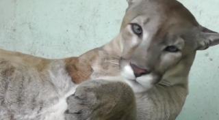 Refugiu pentru animalele abandonate sau bolnave, în Rusia