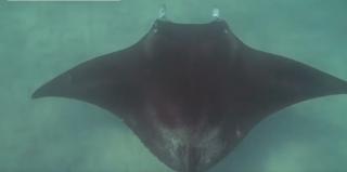 O pisică de mare a cerut ajutorul unor înotători, în apele Australiei