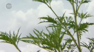 Proprietarii care nu-și curăță terenurile de ambrozie riscă amenzi uriașe