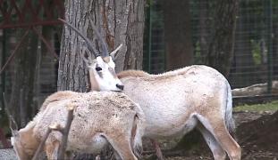 Grădina Zoologică din Târgu Mureş, plină zilnic de tineri voluntari