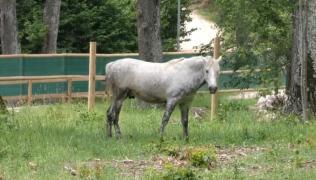 Animalele domestice rănite, bolnave sau care urmau să fie sacrificate şi-au găsit o nouă menire