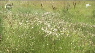 Plantele medicinale care abundă pe pajiști în iulie sunt foarte căutate de români