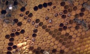 Sezon compromis pentru apicultorii din Harghita, din cauza vremii capricioase